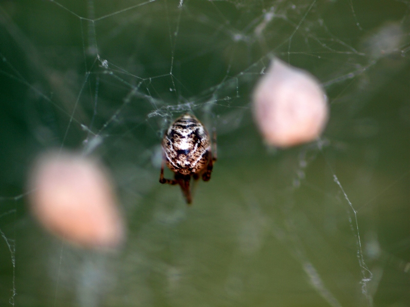 Parasteatoda sp.